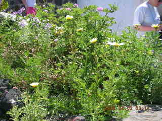 2006 eclipse trip -- Santorini wine-tasting stop -- red flowers