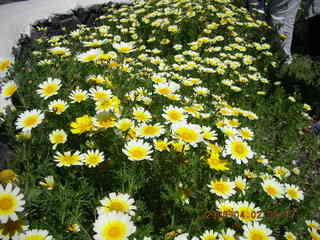2006 eclipse trip -- Santorini wine-tasting stop -- yellow flowers