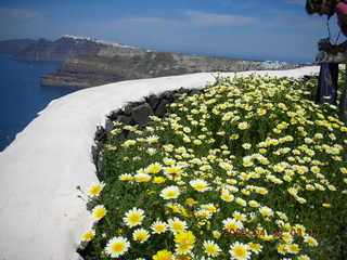 2006 eclipse trip -- Santorini wine-tasting stop -- yellow flowers