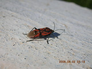 2006 eclipse trip -- Santorini wine-tasting stop -- cute little bug