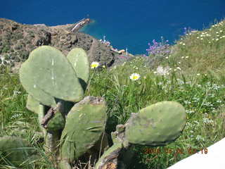 2006 eclipse trip -- Santorini wine-tasting stop -- cactus