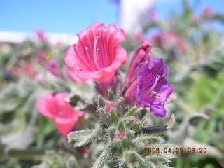2006 eclipse trip -- Santorini wine-tasting stop -- red and purple flowers