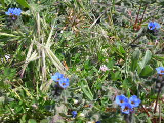 2006 eclipse trip -- Santorini wine-tasting stop -- blue flowers