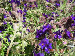 2006 eclipse trip -- Santorini wine-tasting stop -- purple flowers