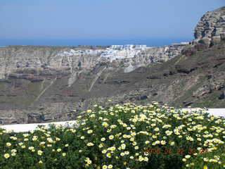 2006 eclipse trip -- Santorini wine-tasting stop -- yellow flowers