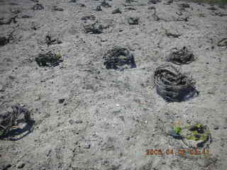 2006 eclipse trip -- Santorini grape vines in basket shape