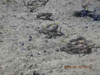 2006 eclipse trip -- Santorini grape vines in basket shape