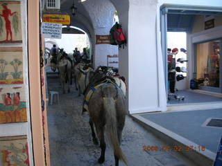 2006 eclipse trip -- Santorini donkeys