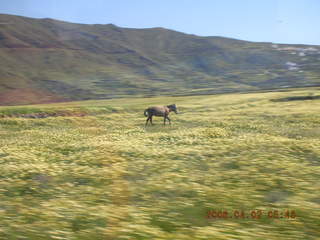 2006 eclipse trip -- Santorini -- horse