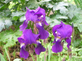2006 eclipse trip -- Athens -- Acropolis purple flowers