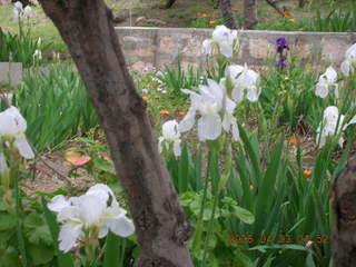 2006 eclipse trip -- Athens -- Acropolis white flowers