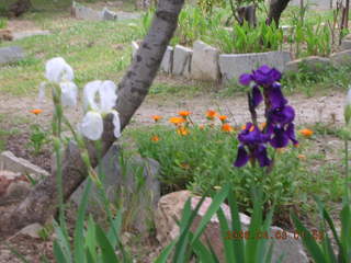 2006 eclipse trip -- Athens -- Acropolis three colors of flowers