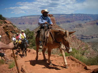 view from South Kaibab trail -- mule pack