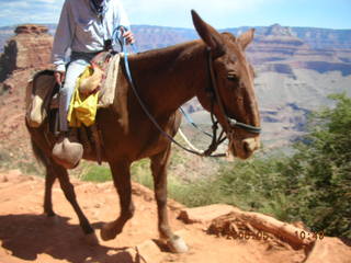 view from South Kaibab trail -- mule from mule pack