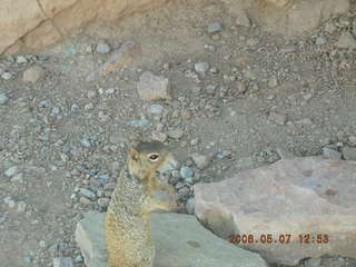view from South Kaibab trail -- cute squirrel