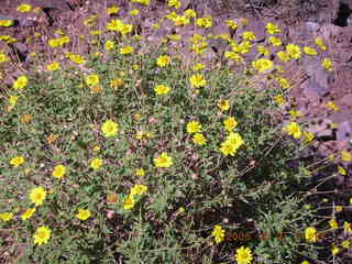 view from South Kaibab trail