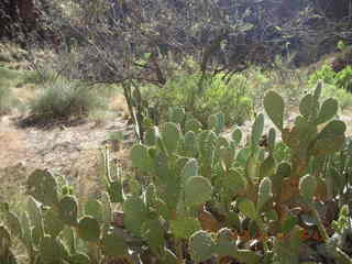 161 5t7. North Kaibab trail from Phantom Ranch