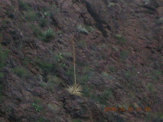 193 5t7. Phantom Ranch -- century plant