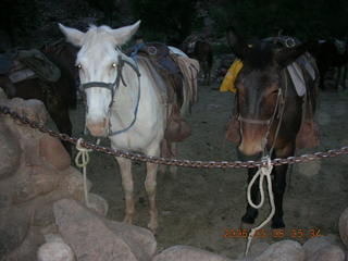 Phantom Ranch -- moon over inner canyon rim