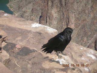Plateau Point -- large black bird