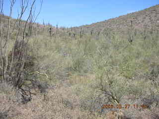 Lost Dog Wash -- saguaro cactus in bloom