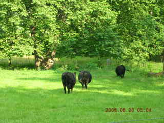 cows in Lorimar Park