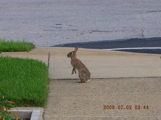 rabbit near Church Road on my run