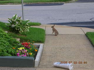rabbit near Church Road on my run