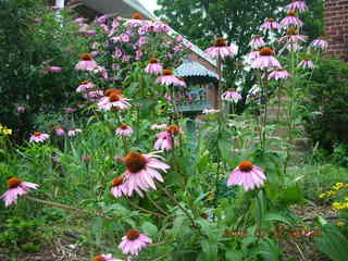 pretty flowers in Northeast Philadelphia