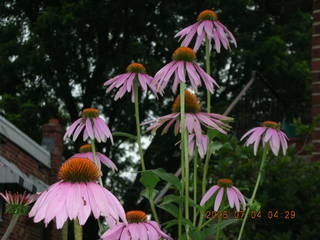 pretty flowers in Northeast Philadelphia