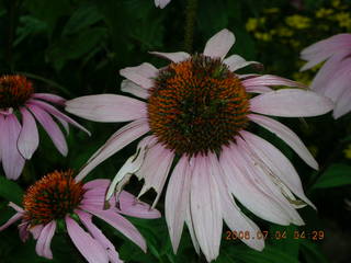 pretty flowers in Northeast Philadelphia