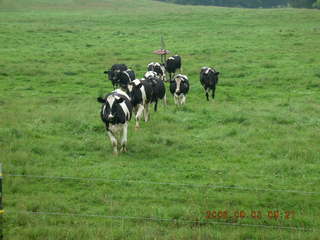Minnesota trip - Afton run - cows