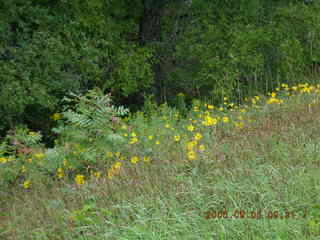 Minnesota trip - Afton run - cows