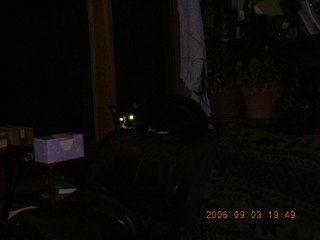 Minnesota trip - cat's glowing eyes