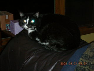 Minnesota trip - cat's glowing eyes