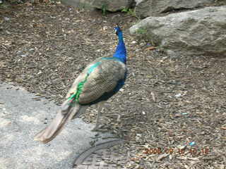Philadelphia Zoo -- peacock