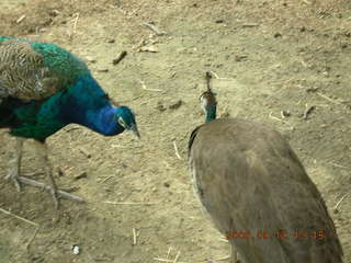 Philadelphia Zoo -- peacocks
