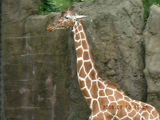 Philadelphia Zoo -- giraffe