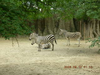Philadelphia Zoo -- Betsy