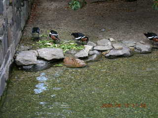Puerto Rico, birds 2