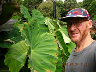 Morris Arboretum -- giant leaf, Adam