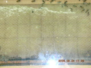 Morris Arboretum -- bees in apiary