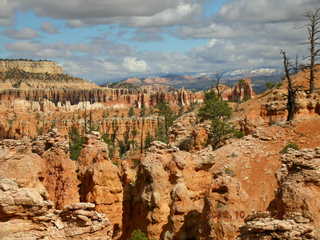 Bryce Canyon tall tree in narrow canyon -- Navajo loop