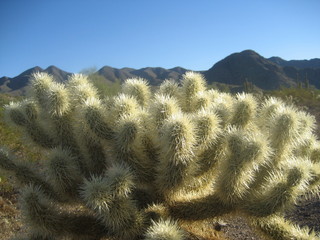 Lost Dog Wash -- Cholla aglow