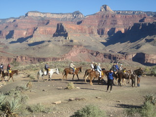 Christoph G. picture -- Grand Canyon and mules