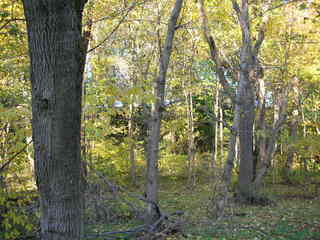Tookany Creek Park run