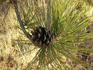 Zion National Park -- pine cone