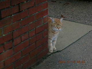 cat on Godfrey