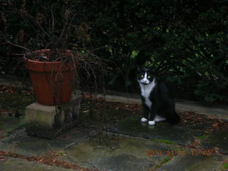 Noden cat