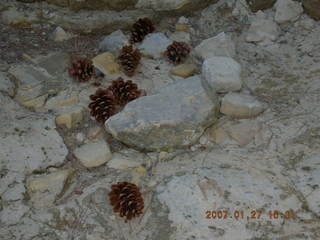 Zion National Park - Observation Point hike - pine cones